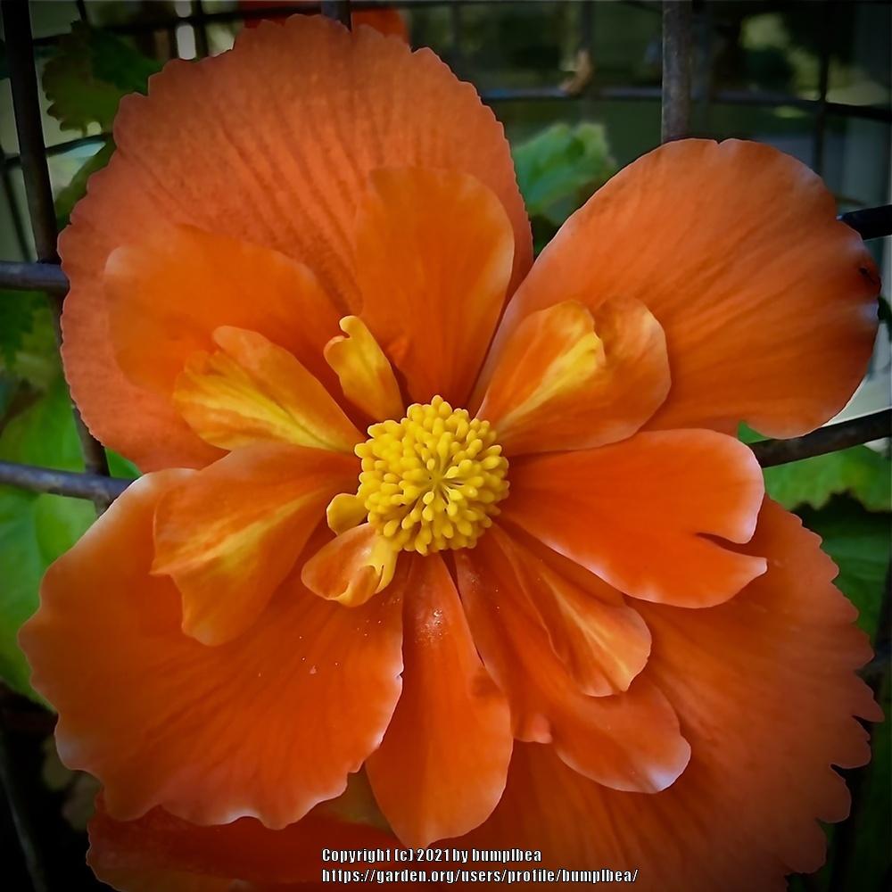Photo of Begonias (Begonia) uploaded by bumplbea