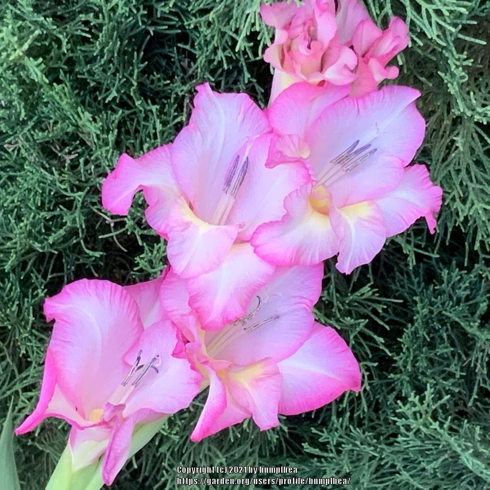 Photo of Gladiola (Gladiolus) uploaded by bumplbea