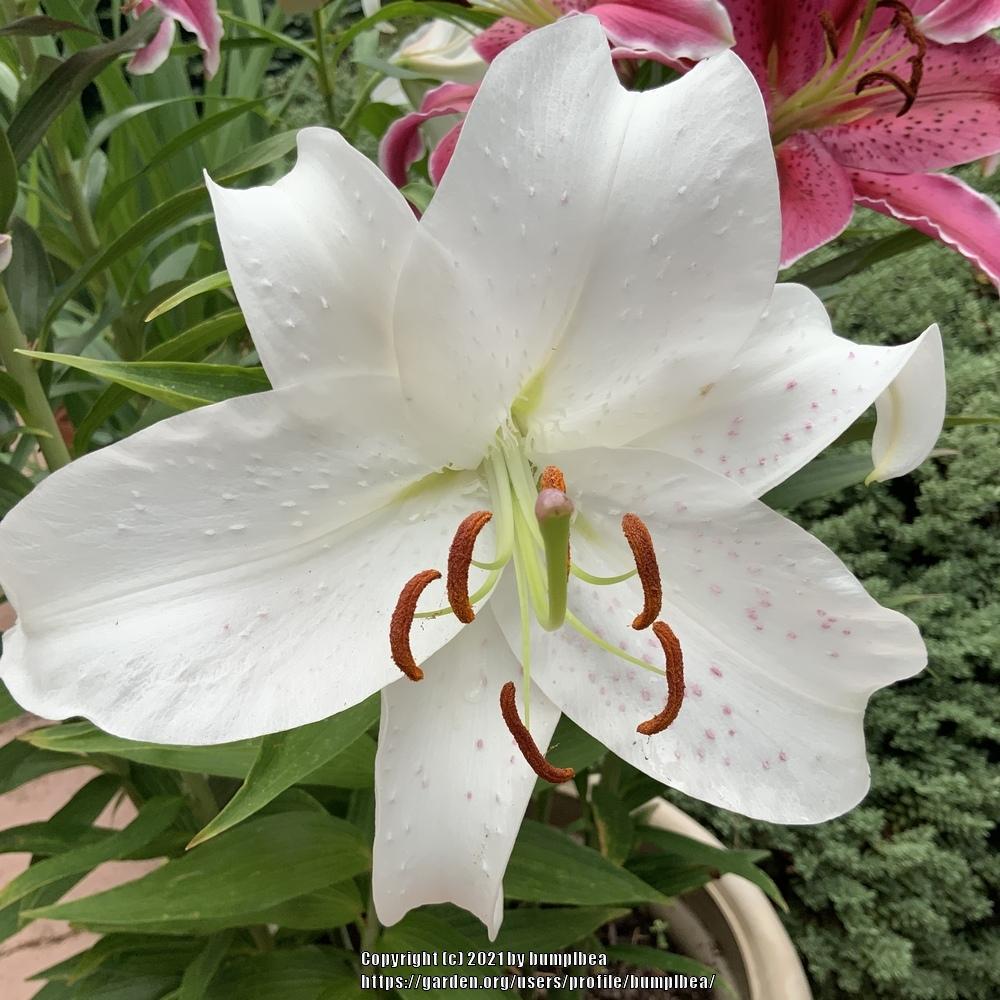 Photo of Lilies (Lilium) uploaded by bumplbea