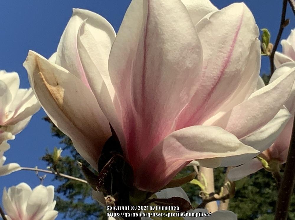 Photo of Magnolias (Magnolia) uploaded by bumplbea