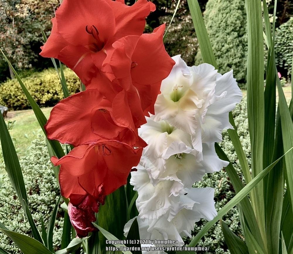 Photo of Gladiola (Gladiolus) uploaded by bumplbea