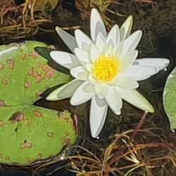 Location: Pages lake in  Aberdeen  North Carolina
Date: September 7, 2021
Water lily #1, RAB page. LHB page 383-4. AG page  451, 6-4-1, "De