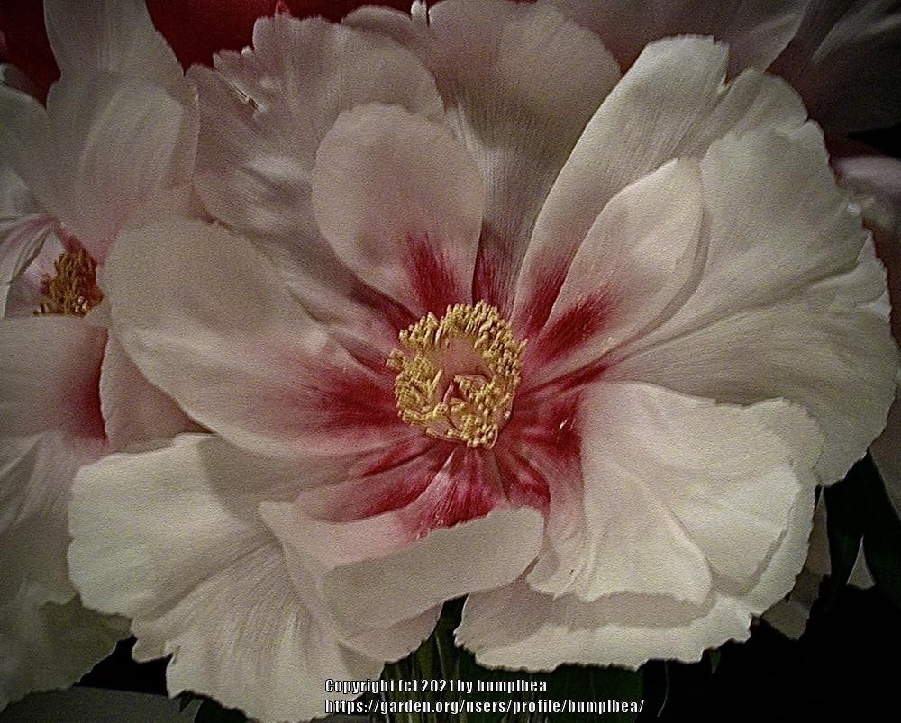 Photo of Peonies (Paeonia) uploaded by bumplbea