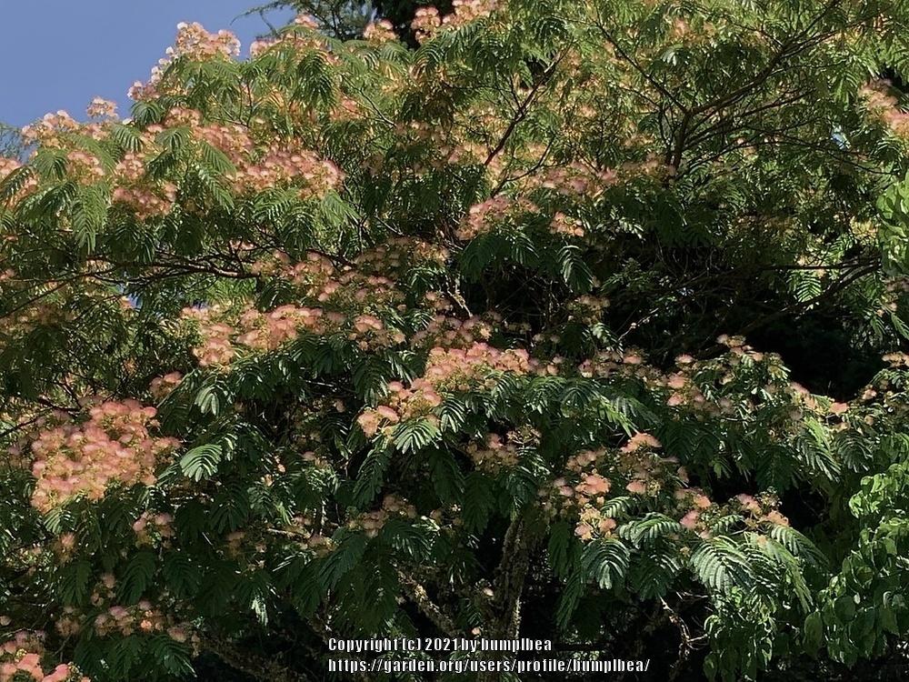 Photo of Mimosa Tree (Albizia julibrissin) uploaded by bumplbea