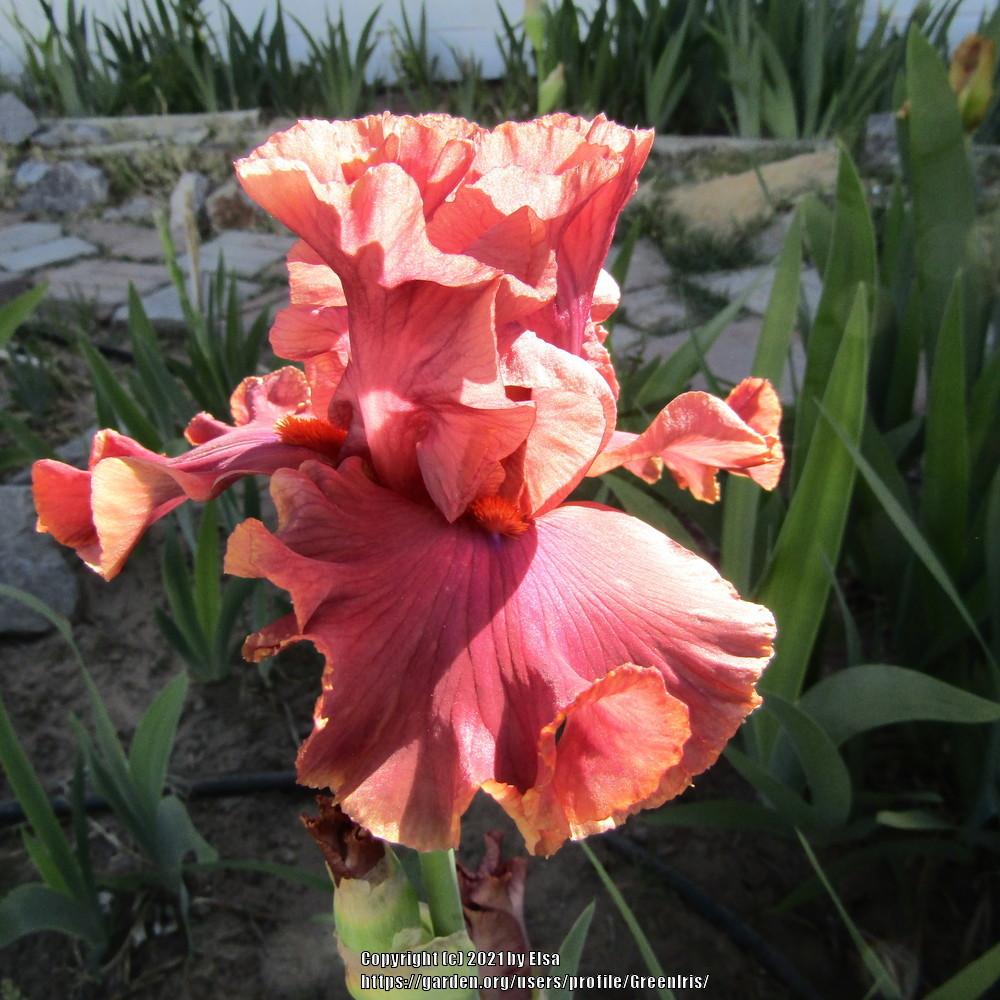 Photo of Tall Bearded Iris (Iris 'Copper Clouds') uploaded by GreenIris