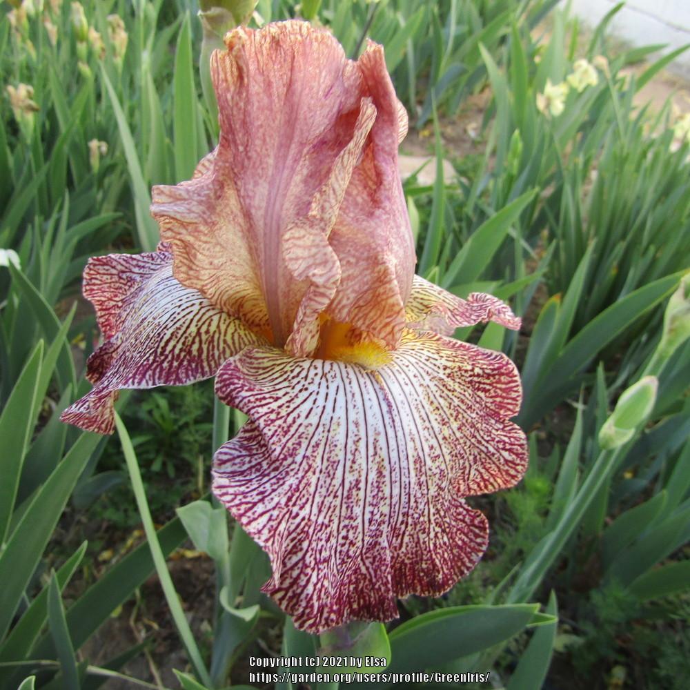 Photo of Tall Bearded Iris (Iris 'Roadmap') uploaded by GreenIris