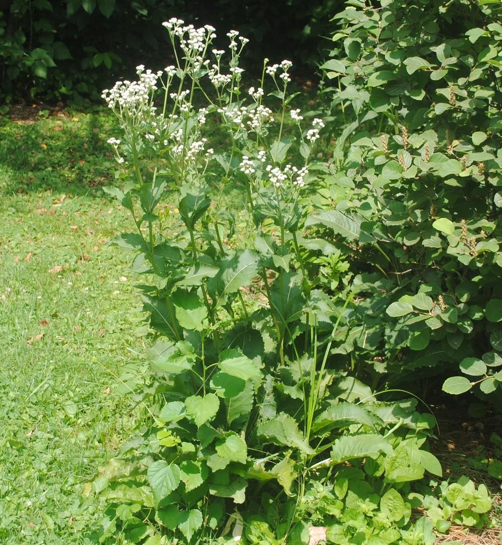 Photo of Wild Quinine (Parthenium integrifolium) uploaded by ILPARW