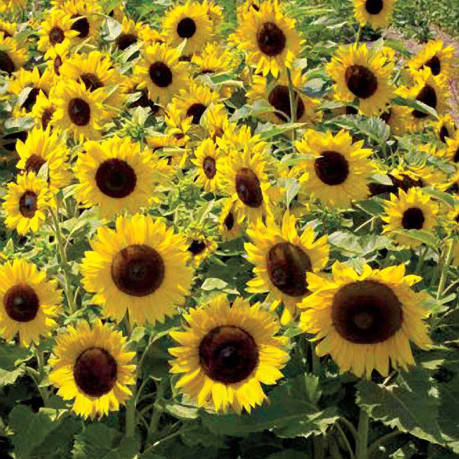 Photo of Sunflower (Helianthus annuus 'Dwarf Sunspot') uploaded by Joy