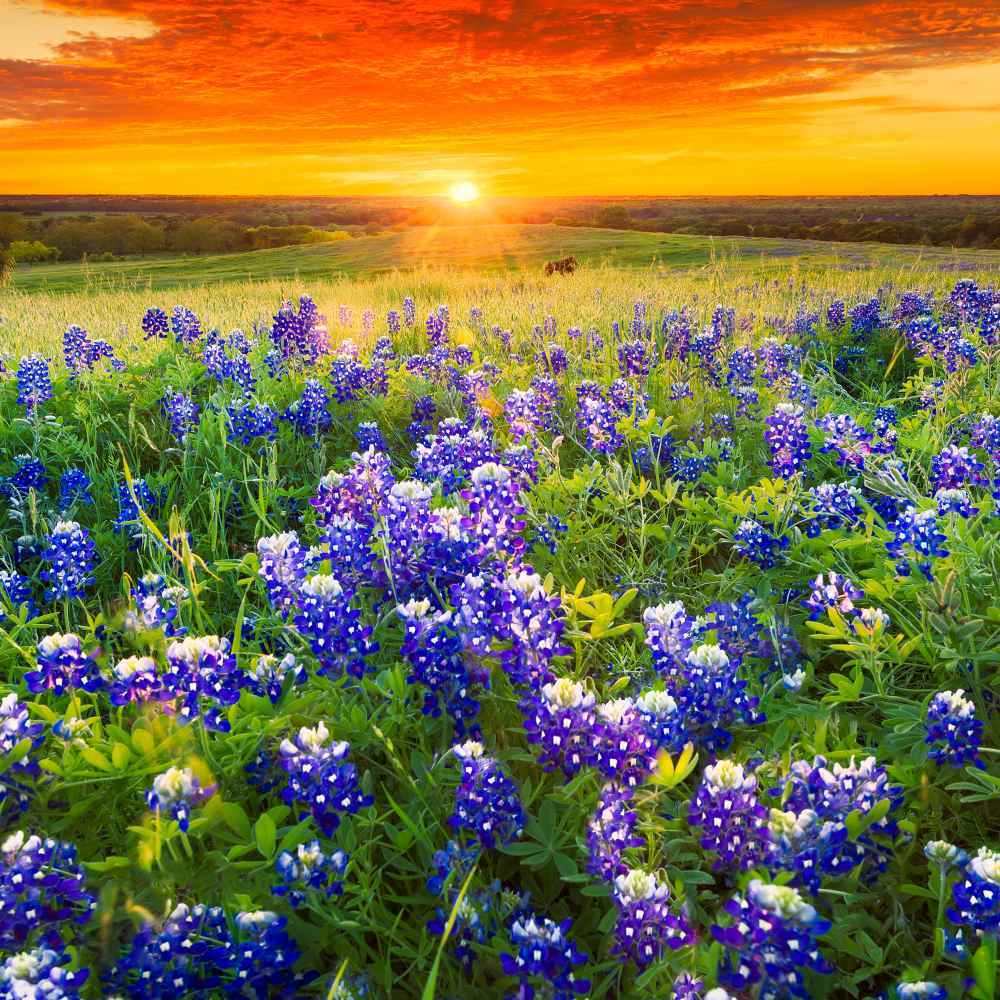 Photo of Texas Bluebonnet (Lupinus texensis) uploaded by Joy