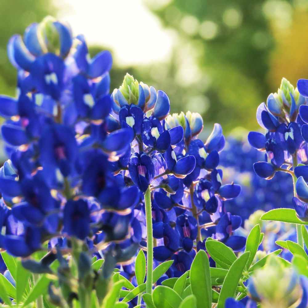 Photo of Texas Bluebonnet (Lupinus texensis) uploaded by Joy