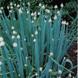 Location: Heathcote Ontario Canada
Date: 2009-07-30
Allium fistulosum  many full blooms
