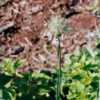 Allium carinatum subsp.pulchellum"Album"