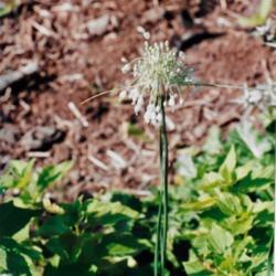 Location: Heathcote Ontario Canada
Date: 1996-17-07
Allium carinatum subsp.pulchellum"Album"