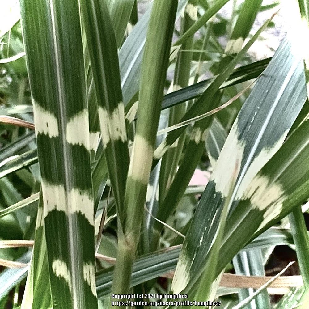 Photo of Zebra Grass (Miscanthus sinensis 'Zebrinus') uploaded by bumplbea