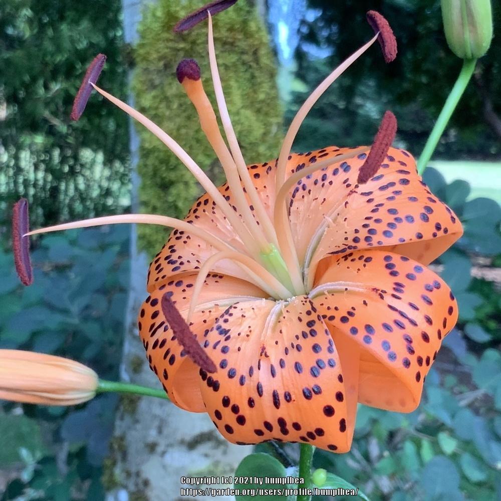 Photo of Tiger Lily (Lilium lancifolium) uploaded by bumplbea
