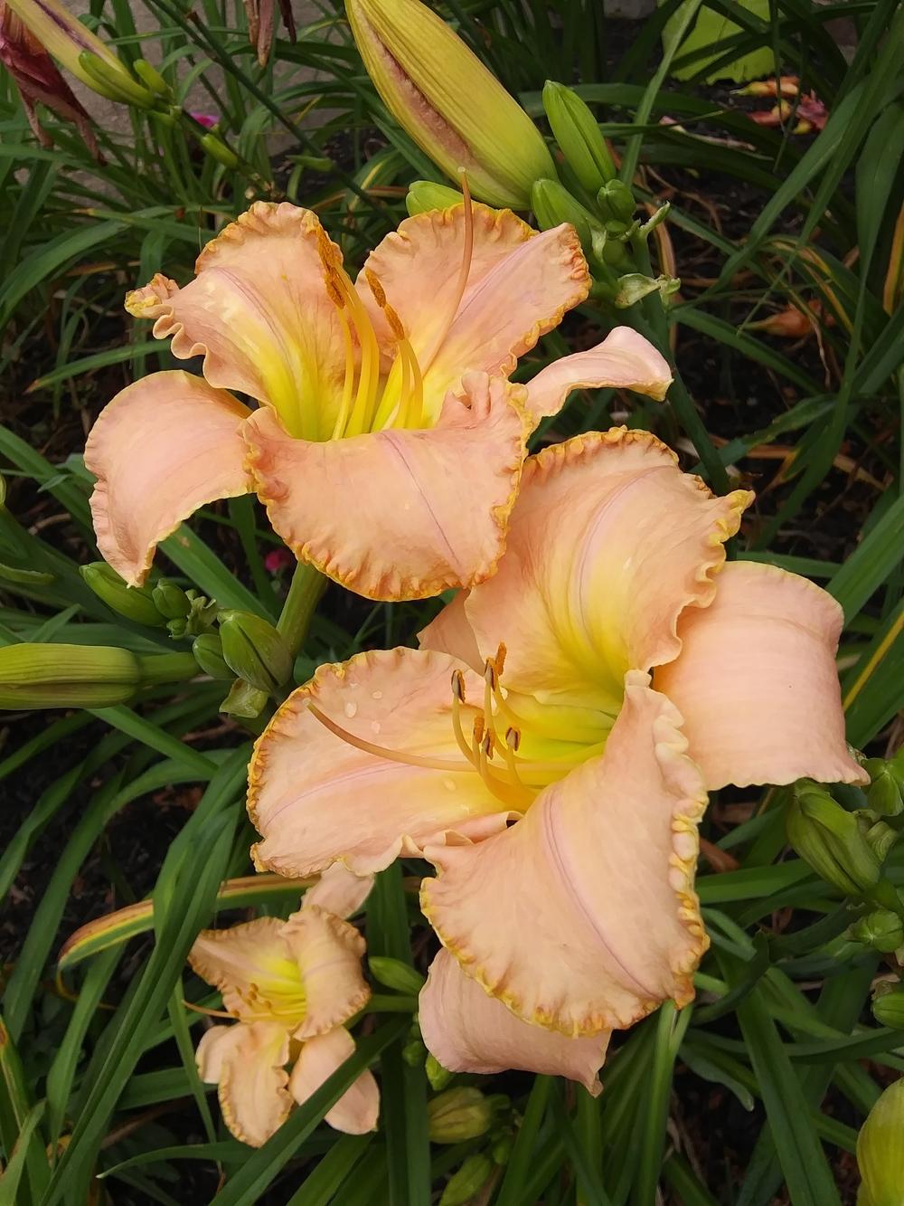 Photo of Daylily (Hemerocallis 'My Place or Yours') uploaded by crazyk
