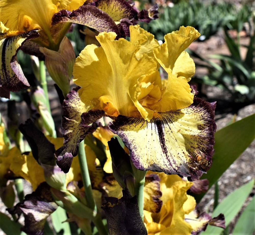 Photo of Tall Bearded Iris (Iris 'Aggressively Forward') uploaded by Bitoftrouble
