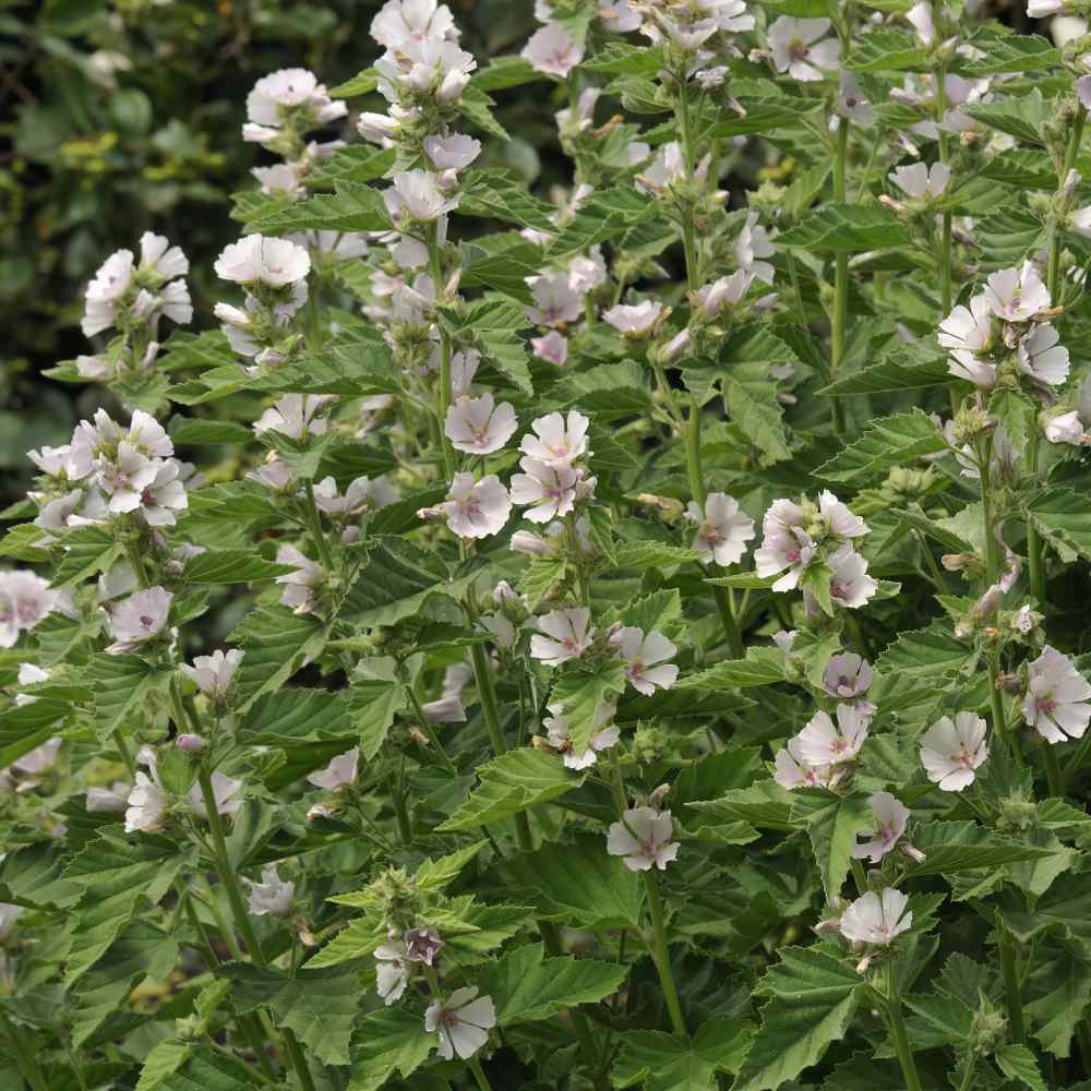Photo of Marsh Mallow (Althaea officinalis) uploaded by Joy