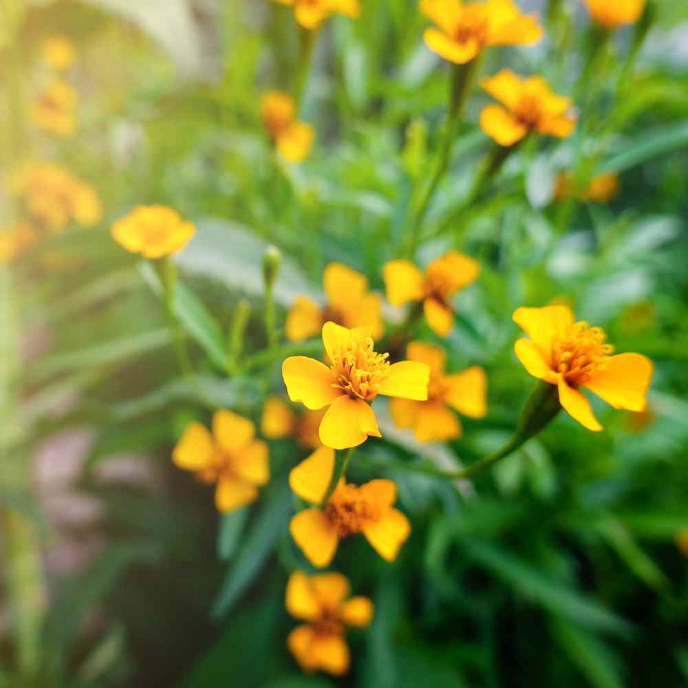 Photo of Mexican Mint Marigold (Tagetes lucida) uploaded by Joy