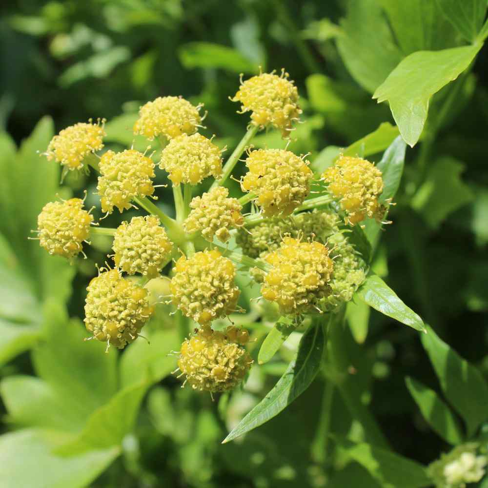 Photo of Lovage (Levisticum officinale) uploaded by Joy