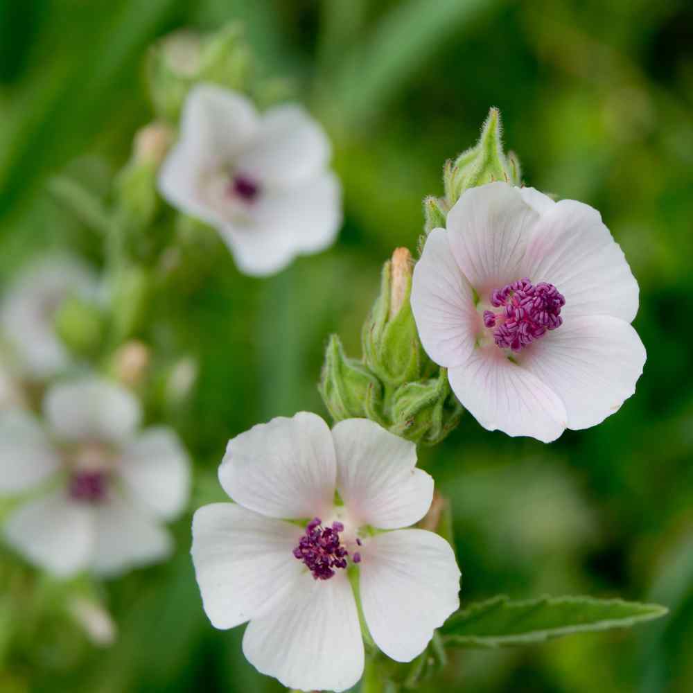 Photo of Marsh Mallow (Althaea officinalis) uploaded by Joy