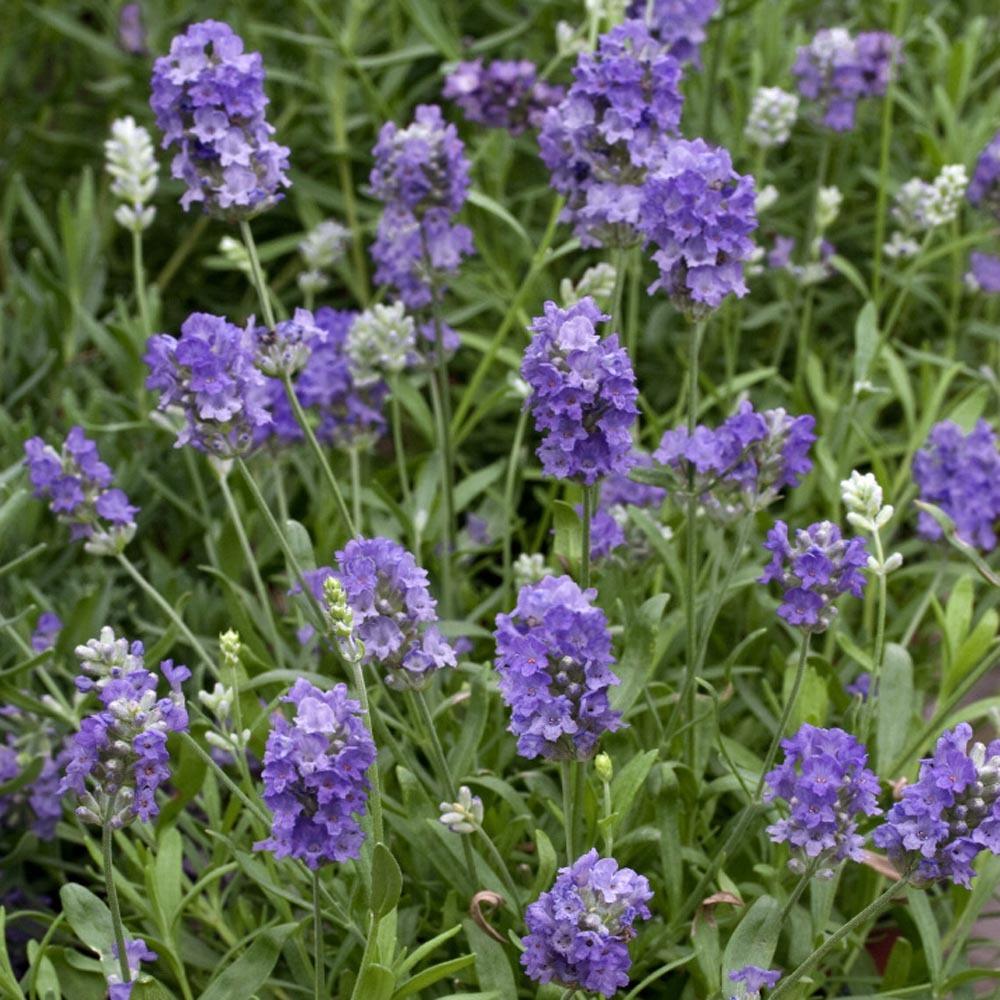 Photo of Lavender (Lavandula angustifolia 'Ellagance Sky') uploaded by Joy
