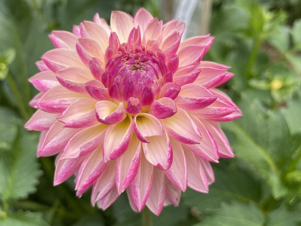 Photo of Dahlia 'Valley Porcupine' uploaded by csandt