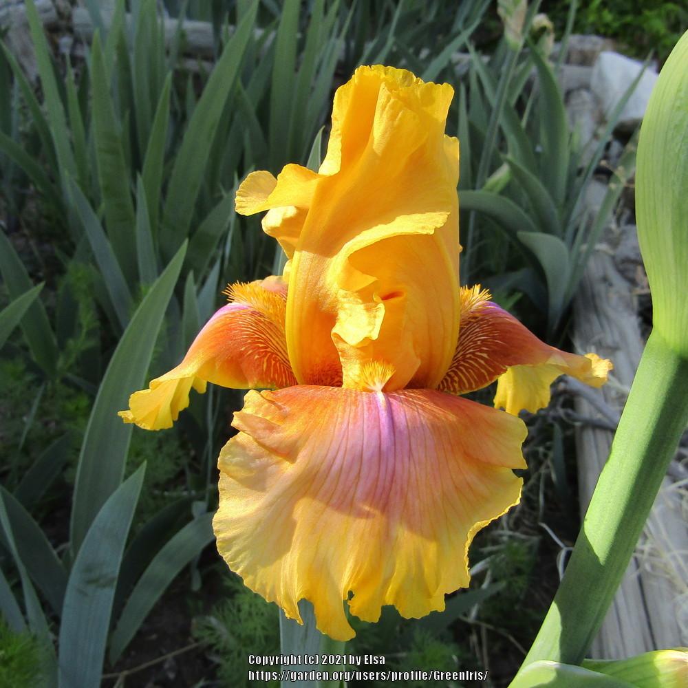Photo of Tall Bearded Iris (Iris 'Strange Brew') uploaded by GreenIris