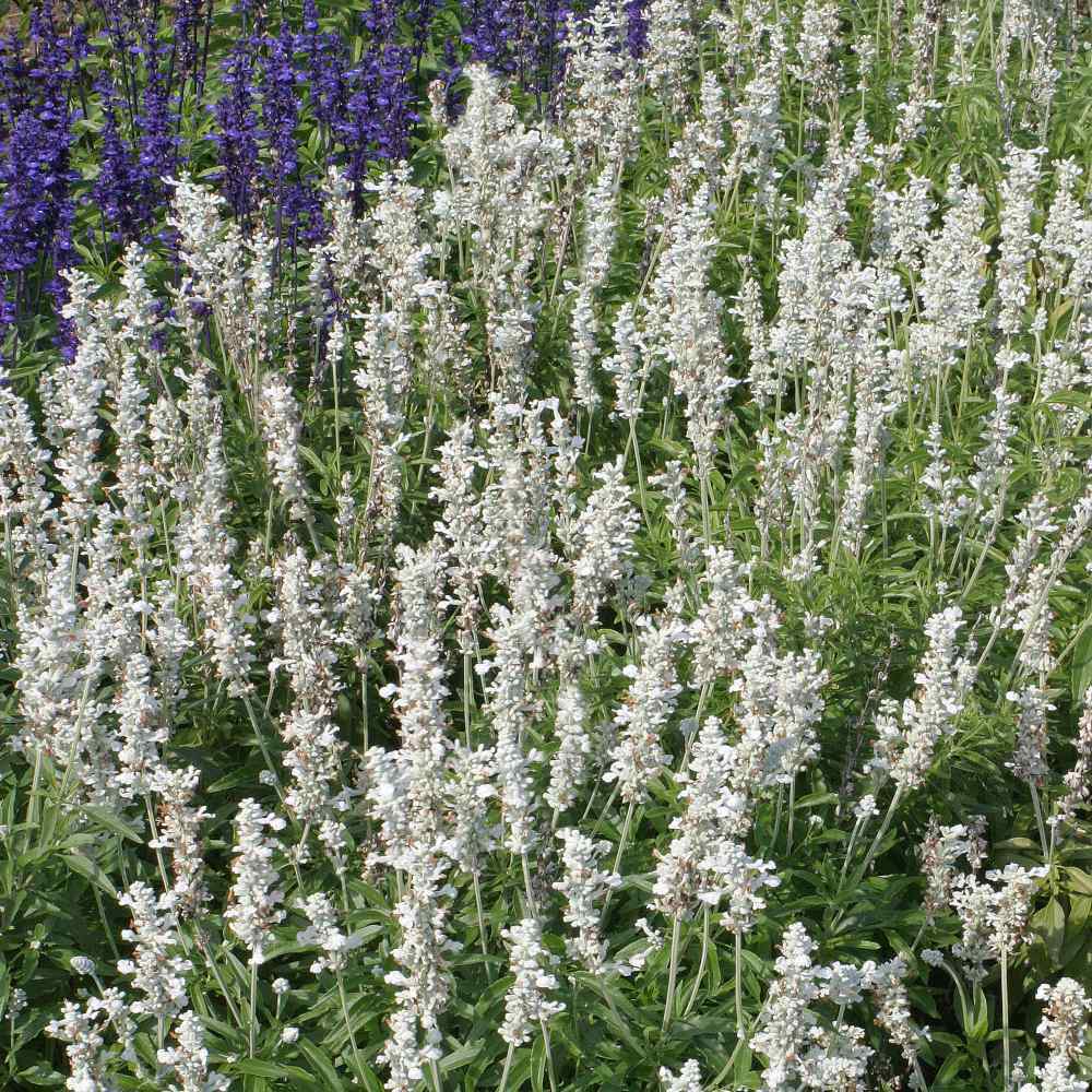 Photo of Mealy Cup Sage (Salvia farinacea 'Victoria White') uploaded by Joy