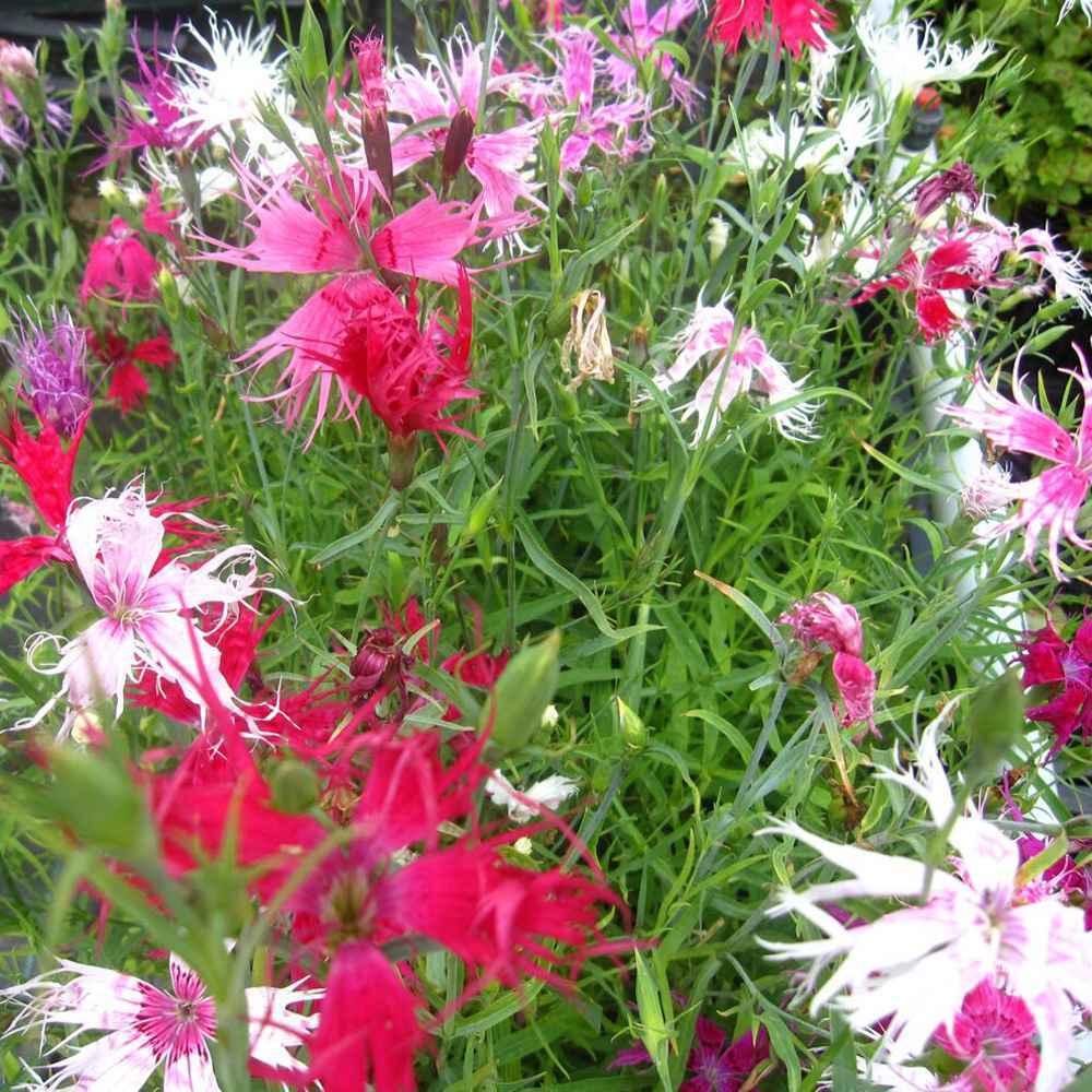 Photo of Dianthus 'Spooky Mix' uploaded by Joy