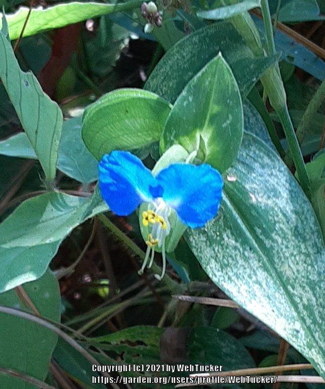 Photo of Asiatic Dayflower (Commelina communis) uploaded by WebTucker