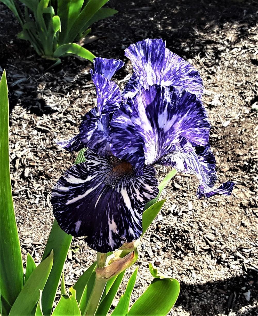 Photo of Border Bearded Iris (Iris 'Batik') uploaded by Bitoftrouble