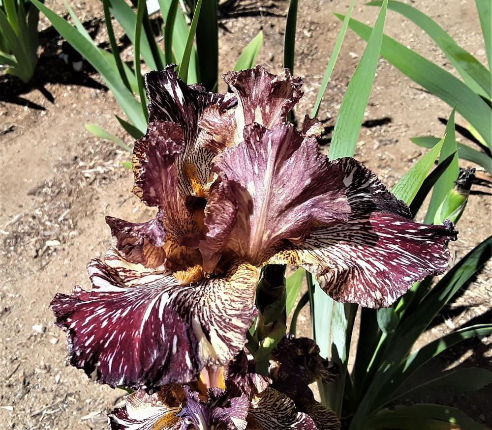 Photo of Tall Bearded Iris (Iris 'Bewilderbeast') uploaded by Bitoftrouble