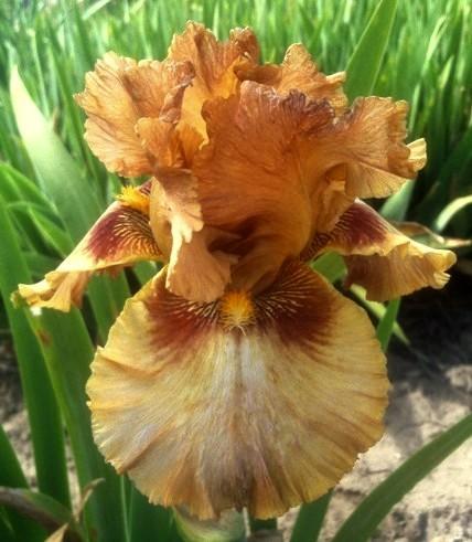 Photo of Tall Bearded Iris (Iris 'Touch of Mahogany') uploaded by Joy