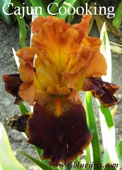 Photo of Tall Bearded Iris (Iris 'Cajun Cooking') uploaded by Joy