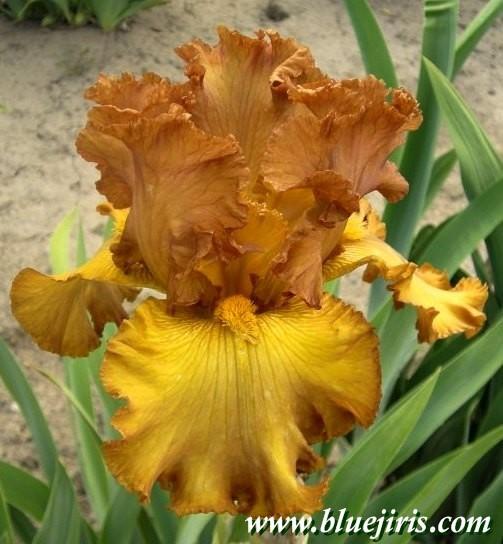 Photo of Tall Bearded Iris (Iris 'Lumière d'Automne') uploaded by Joy