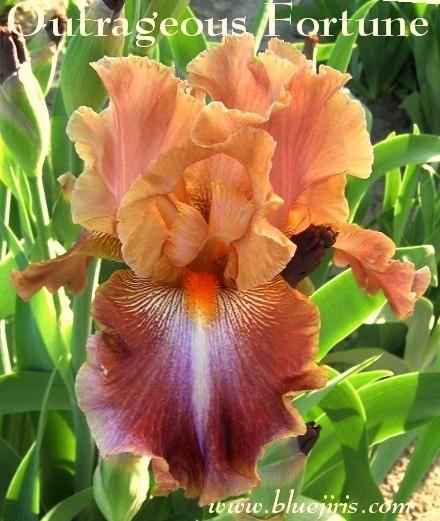 Photo of Tall Bearded Iris (Iris 'Outrageous Fortune') uploaded by Joy