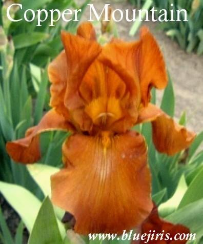 Photo of Tall Bearded Iris (Iris 'Copper Mountain') uploaded by Joy