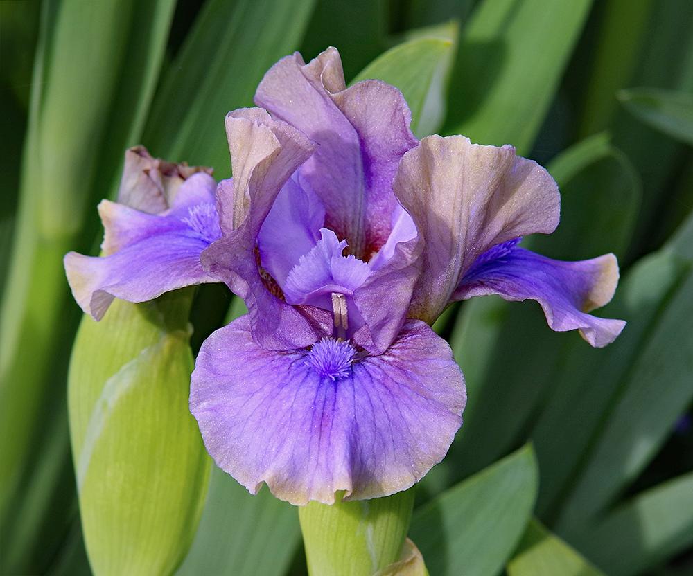 Photo of Standard Dwarf Bearded Iris (Iris 'Inner Space') uploaded by dirtdorphins
