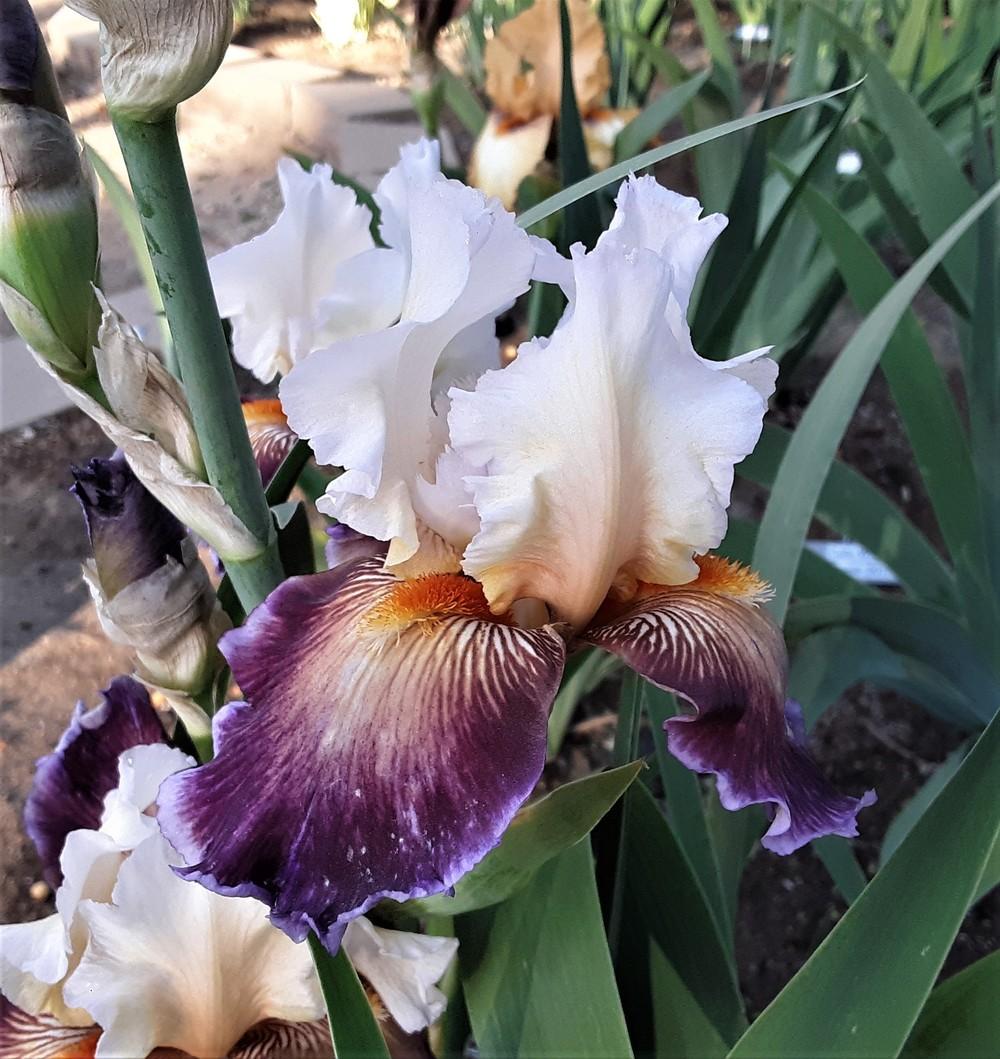 Photo of Tall Bearded Iris (Iris 'Care To Dance') uploaded by Bitoftrouble