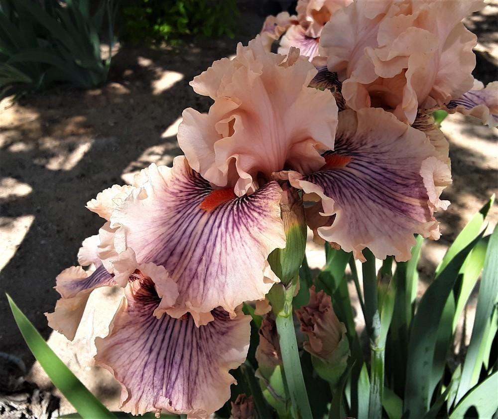 Photo of Tall Bearded Iris (Iris 'Center Line') uploaded by Bitoftrouble