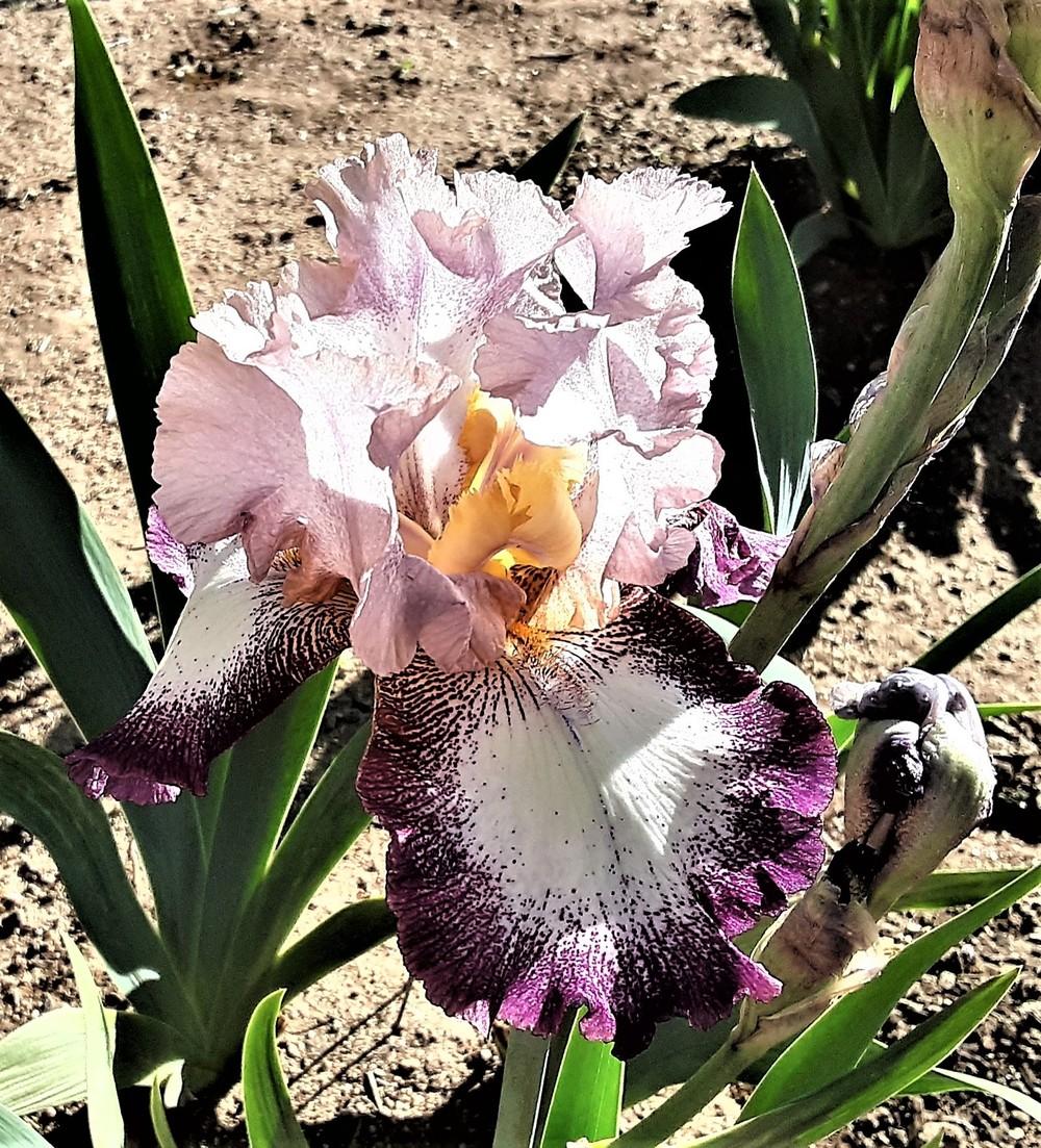 Photo of Tall Bearded Iris (Iris 'Change of Pace') uploaded by Bitoftrouble