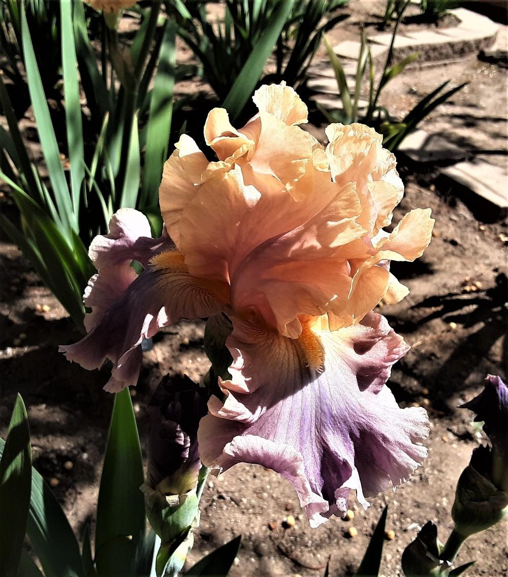 Photo of Tall Bearded Iris (Iris 'Chasing Rainbows') uploaded by Bitoftrouble