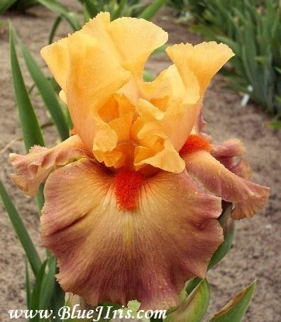 Photo of Tall Bearded Iris (Iris 'Rio') uploaded by Joy