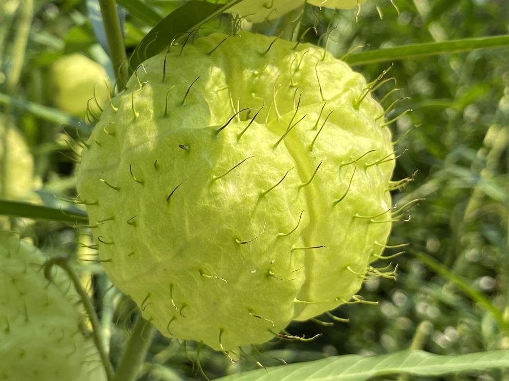 Photo of Hairy Balls (Gomphocarpus physocarpus) uploaded by csandt