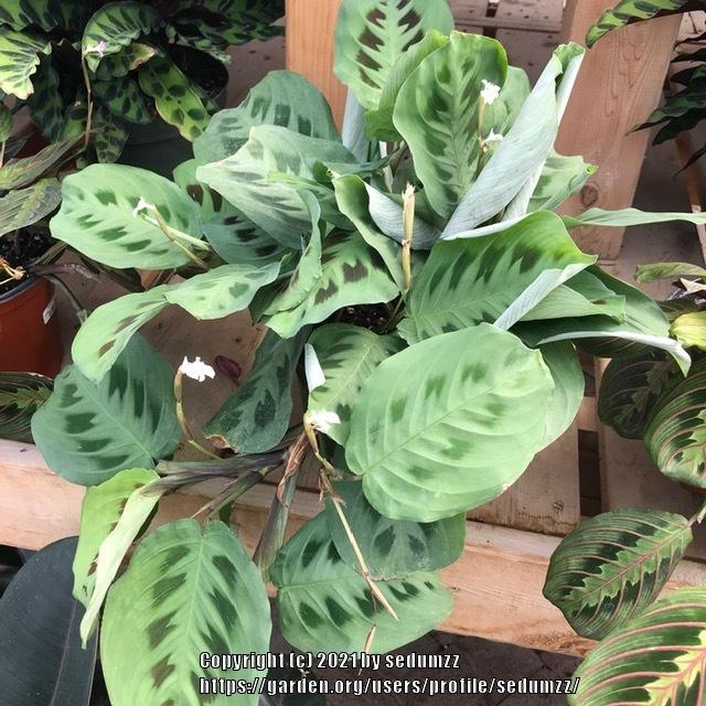 Photo of Prayer Plant (Maranta leuconeura) uploaded by sedumzz