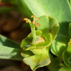 Location: Baja California
Date: 9/8/21
E. bupleurifolia hybrid, female cyathium. Fringed glands not a bu