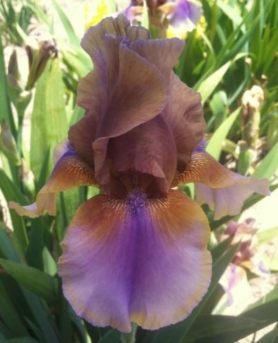 Photo of Tall Bearded Iris (Iris 'Burnt Toffee') uploaded by Joy