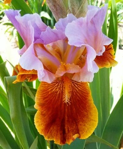 Photo of Tall Bearded Iris (Iris 'Golly Gee Whiz') uploaded by Joy