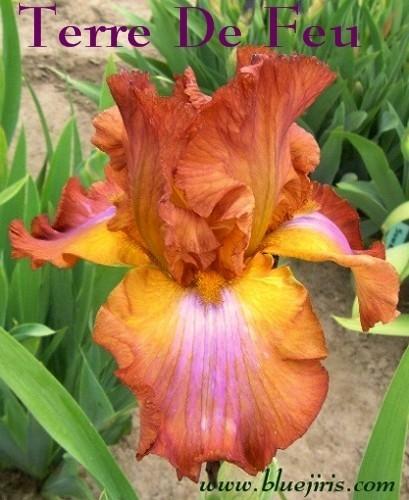 Photo of Tall Bearded Iris (Iris 'Terre de Feu') uploaded by Joy